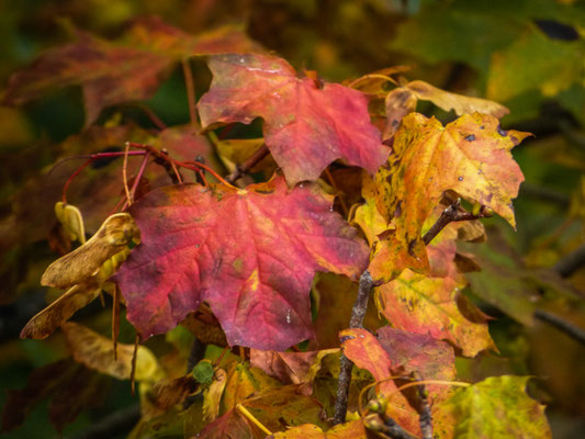 Herbst in Anmarsch