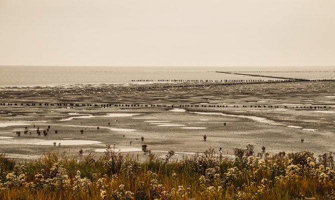 Wattenmeer