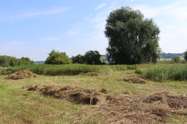 Arbeitseinsatz auf der LBV-Fläche bei Mattsies. Foto: Ines Wendekamm