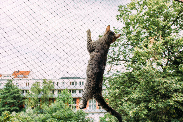 Katze klettert am Katzennetz auf dem Balkon hoch