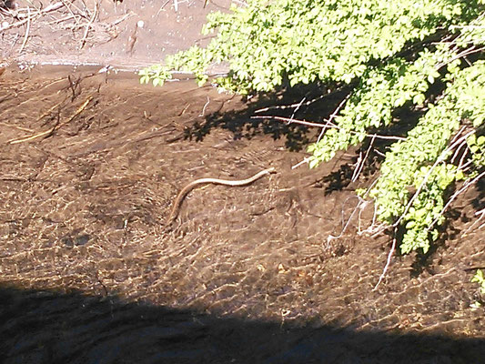 小川を泳いでいる蛇