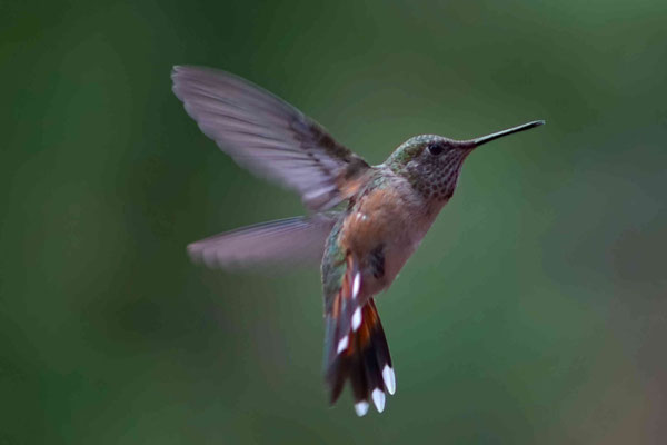 Natur und Tiere