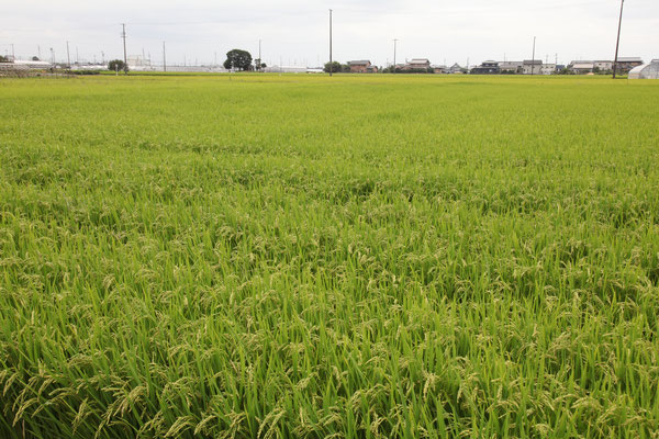 稲の生長と草とり