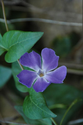 Pervinca tra le vigne