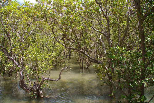 Mangroven bei Paihia