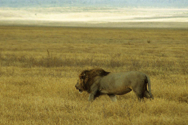 Safari im Massai - Mara Nationalpark.