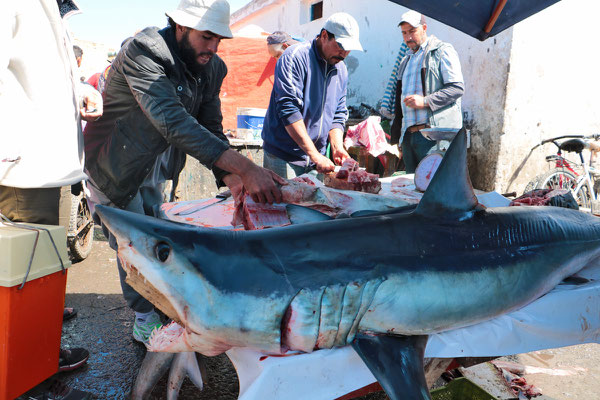 Lebhaft geht es am Hafen von Essaouira zu. Hier ein von den Fischern gefangener Hai.