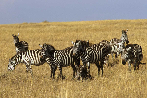 Safari im Masai - Mara Nationalpark.