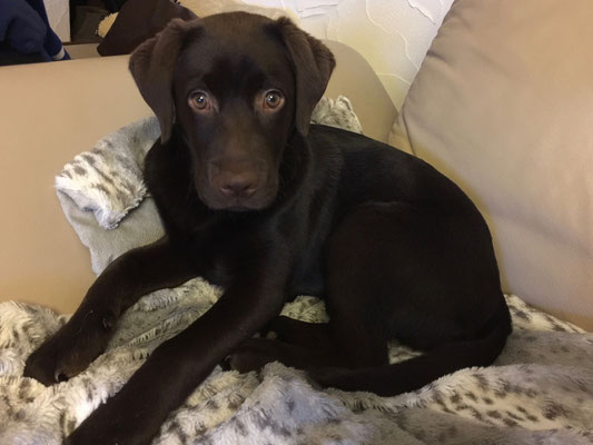 Hope (Kayla aus der Vogelsiedlung)