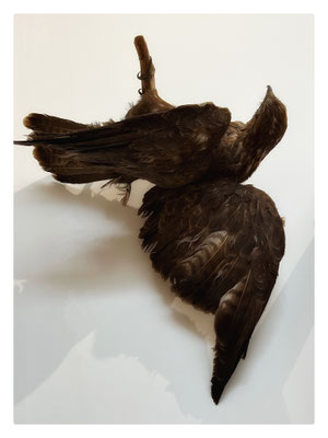 Tàxis / 2024 / Taxidermie de buse retournée / 75x52x37 cm