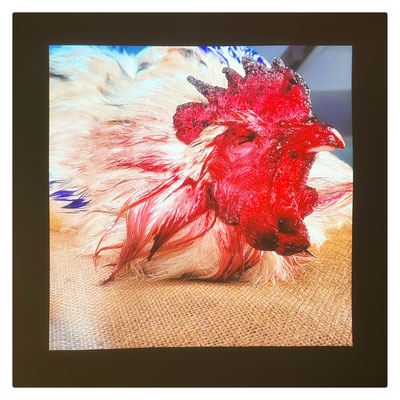 Emblème / 2025 / Photographie numérique projetée / 250x250 cm