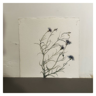 Vagabondes / 2024 / Deux éléments / Aquarelle sur papier Arches / 26x26 cm / Détail (avec Stéphane Etroit Desmarest)
