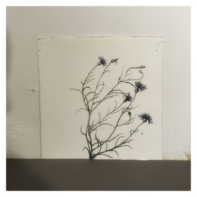 Vagabondes / 2024 / Deux éléments / Aquarelle sur papier Arches / 26x26 cm / Détail (avec Stéphane Etroit Desmarest)