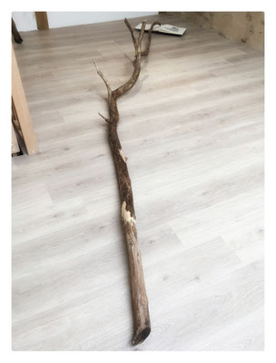 En Droite Ligne / 2020/2021 / Mine graphite sur papier Hahnemühle, branche morte / Quarante-quatre dessins d'oiseaux morts sur soixante-seize possibilités / Dimensions variables