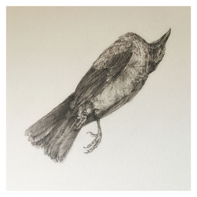 Phœnix / 2021 / Mine graphite sur papier Moulin du Roy, vitrine, ventilateur, alimentation électrique / Un dessin d'oiseau mort placé en suspension / 41,5x41,5 cm / 115,5x48x48 cm l'ensemble / Détail