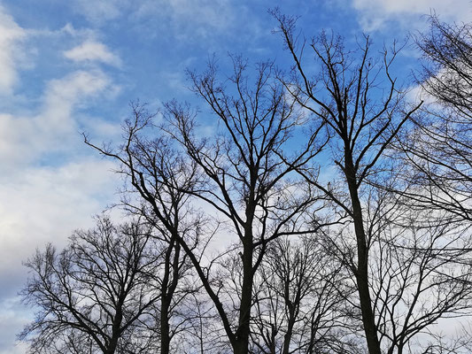 Fast nicht zu sehen, doch die ersten Stare zwitscherten bereits auf den Bäumen - Almost invisible, but the first starlings were already twittering/chirping in the trees