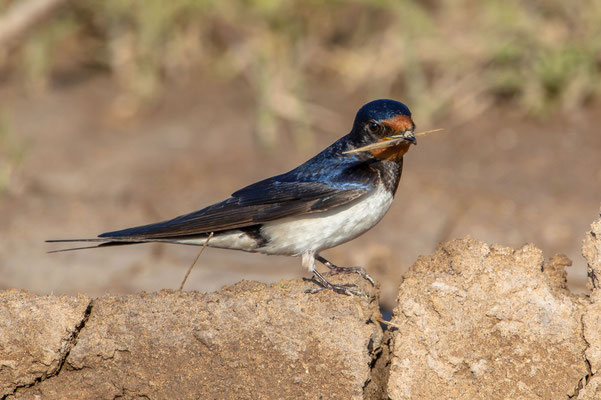 hirondelle rustique