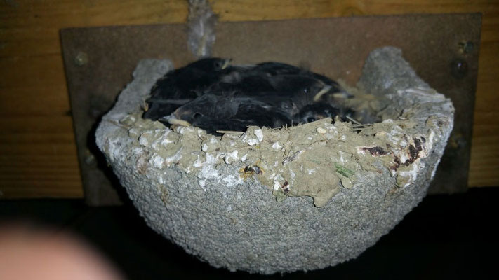 TOYANDONA Lot De 6 Nids D'Hirondelles Artificiels En Mousse