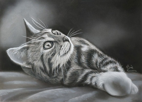 Kätzchen,  32 x 24 cm, Pastellkreide 