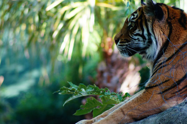 Wild Life