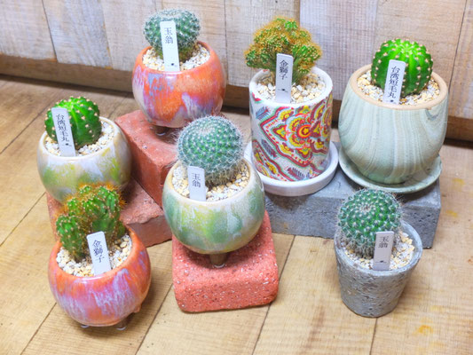 多肉各種　