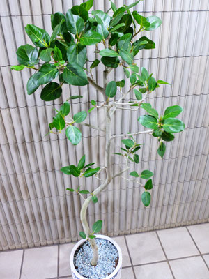 フィカス・ベンガレンシス［h:170cm］￥22,500-(tax込)【SOLDOUT.】
