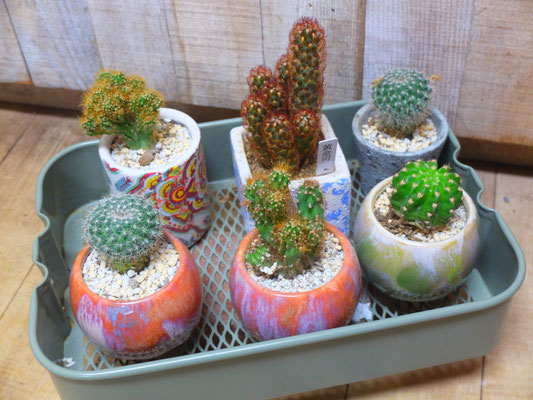 サボテン各種　(2列左￥2,750-)(2列中￥2,200-)(２列右￥1,850-)(1列ALL￥2,500-)(tax込)