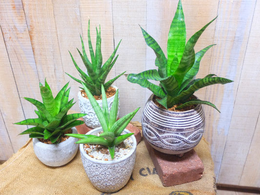 サンセベリア　左より3鉢￥2,500-(tax込)　右のみ￥3,300-(tax込)