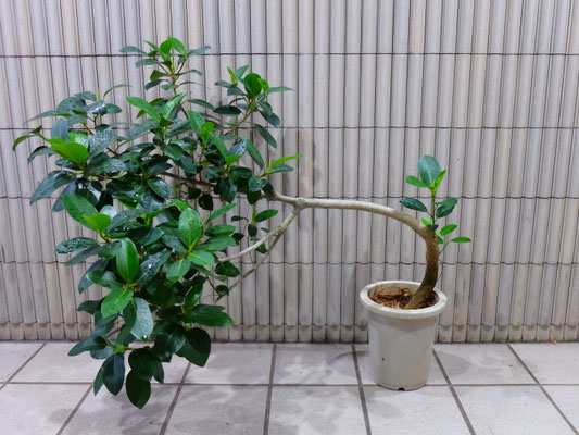 ガジュマル(曲がり)［h:100cm・w:120cm］  ￥16,500-(tax込)　