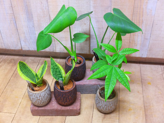 mini plants［左:サンセベリア h:20cm］[奥：姫モンステラ h:40cm][右：パキラ h:30cm]￥1,650-(tax込)