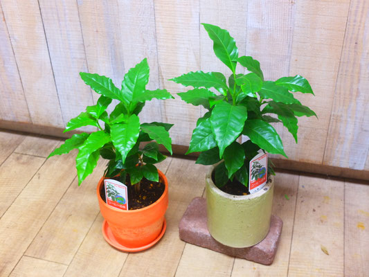 コーヒーの木　h:40cm ￥2,750- 