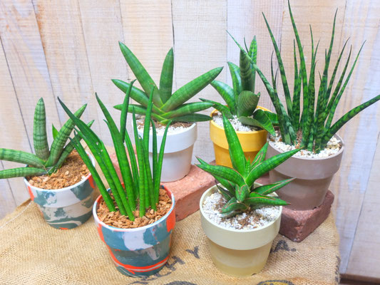 サンセベリア[左よりボンセレンシス ￥3,300-(tax込)・バキュラリス ￥3,300-(tax込)・ブラックボンセレンシス￥2,500-(tax込)・インディー￥2,500-(tax込)・ケニア￥2,500-(tax込)【SOLDOUT.】・ファンウッドミカド￥2,500-(tax込)【SOLDOUT.】]　　