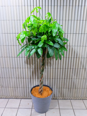 パキラ［h:170cm］22,000-(tax込)　【SOLDOUT.】