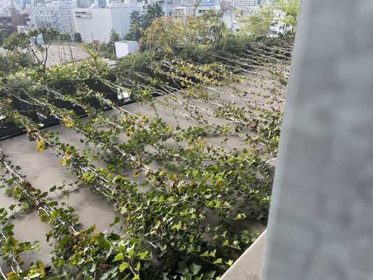 周囲の植物はつる性のものが多いようです。水やりはスクリンプラーです。