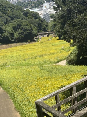 久里浜花の国はひまわり１００万本が見ごろでした。