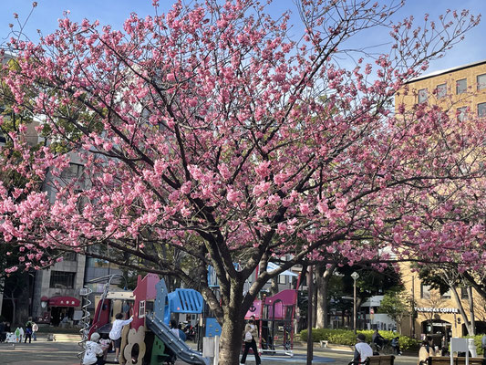 横浜公園３ヨコハマヒザクラが満開になってきました