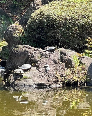 見ているだけで和む横浜公園の池のカメたち。温かい岩で居場所を確保しようと何回もチャレンジしているカメをつい応援。