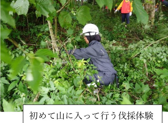 初めて山に入って行う伐採