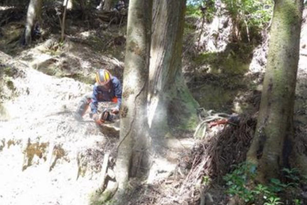 登山道沿いの危険木（アラカシ枯れ木）伐倒 