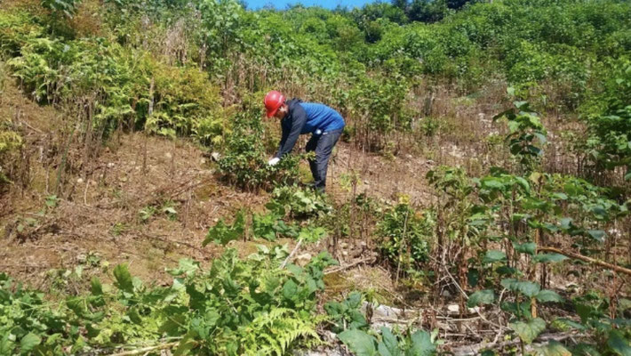 距離を開けての草刈りの様子３