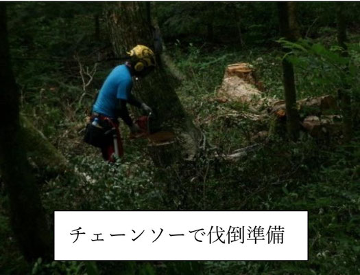 チェーンソーで伐倒準備