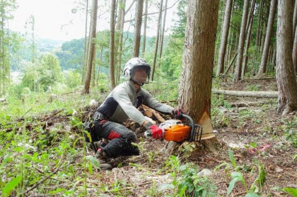 ヒノキ伐倒方向の確認