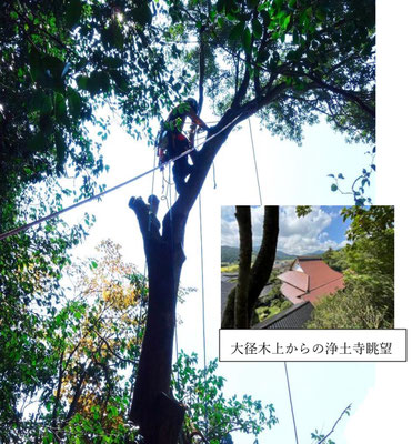  大径木の枝払い（ツリーワーク）2／大径木上からの浄土寺眺望 