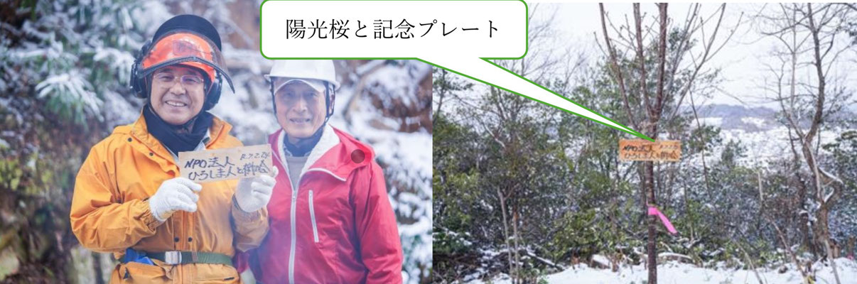  陽光桜と記念プレート