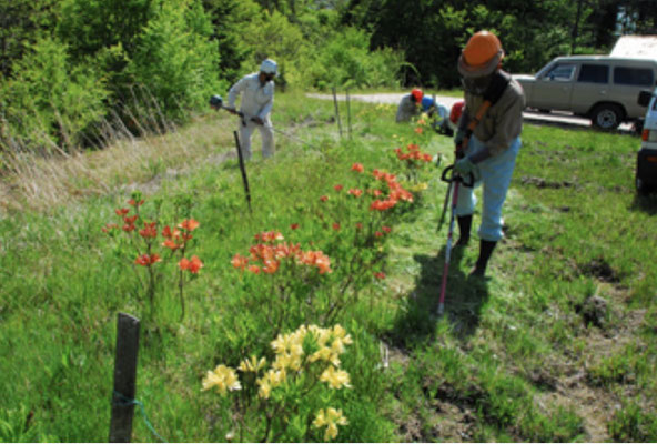 2016年植栽地の開花・草刈り状況