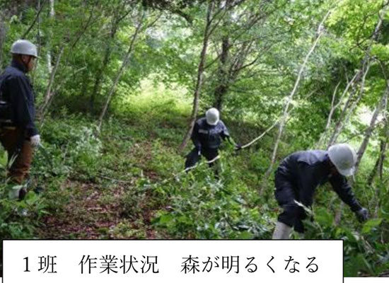  １班 作業状況 森が明るくなる 