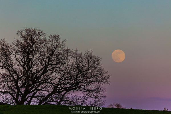 Vollmond in den Auen