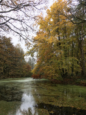 Autumn in the Netherlands at the Steile Oever near Ommen 9, HollandDutchTours.nl
