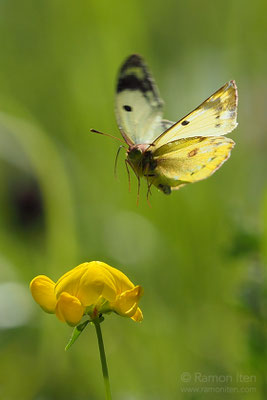 Pale clouded yellow (Colias hyale) in flight