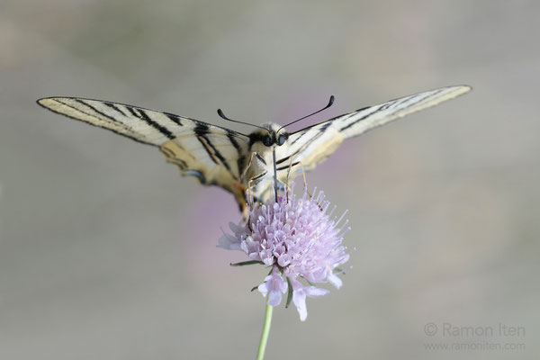 Segelfalter (Iphiclides podalirius)